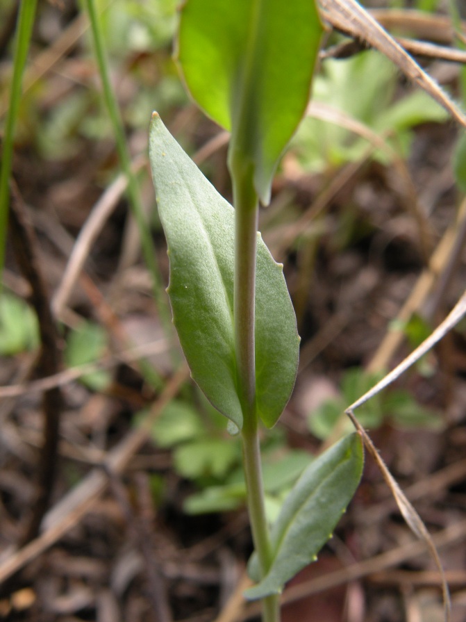 Image of Microthlaspi perfoliatum specimen.