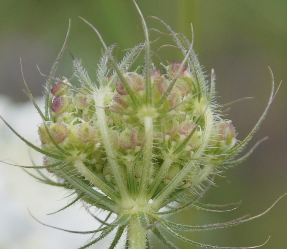 Image of Tordylium officinale specimen.