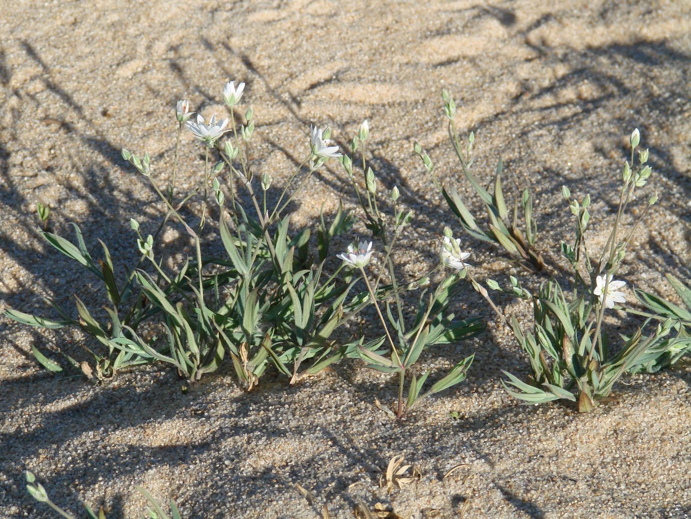 Изображение особи Stellaria dahurica.