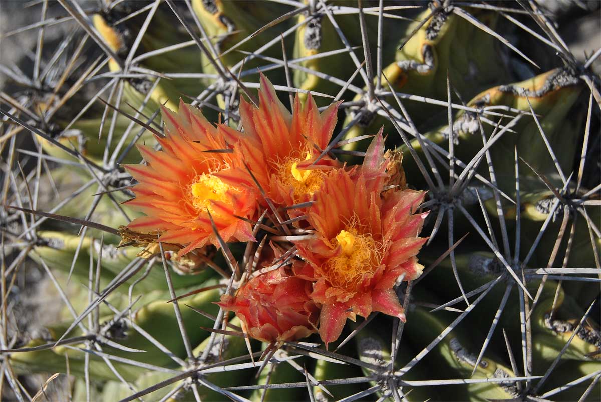 Image of Ferocactus echidne var. rhodanthus specimen.