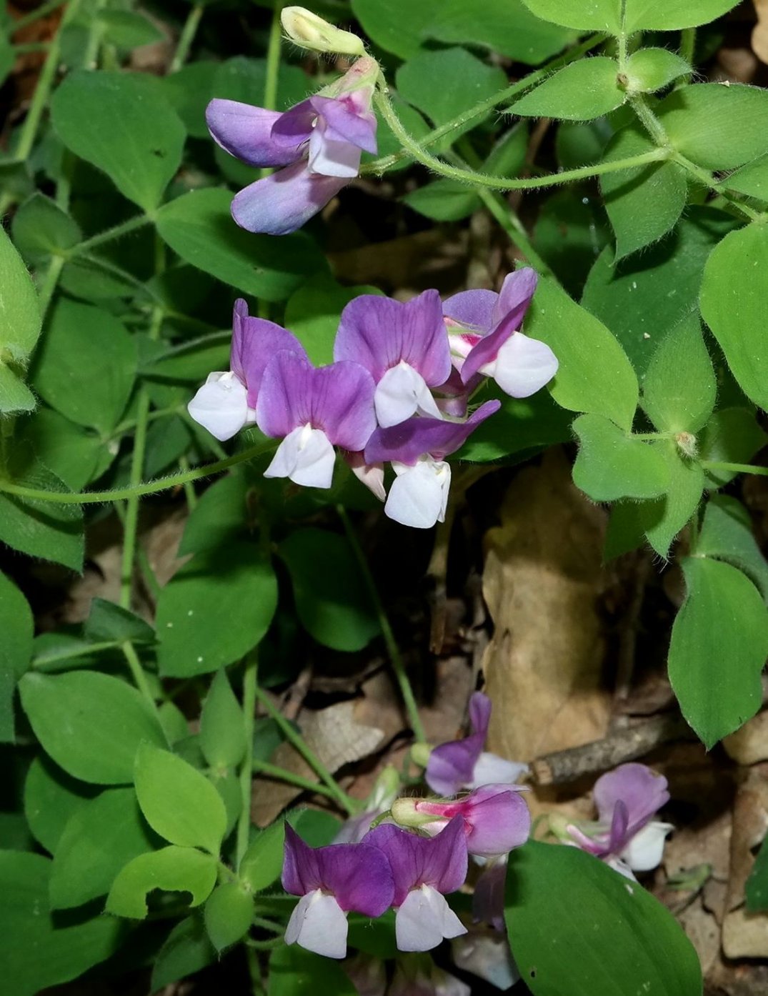 Image of Lathyrus laxiflorus specimen.