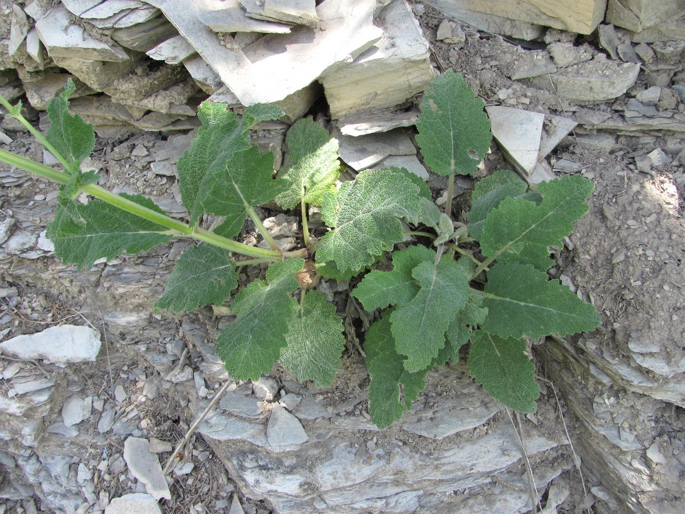 Image of Salvia verbascifolia specimen.