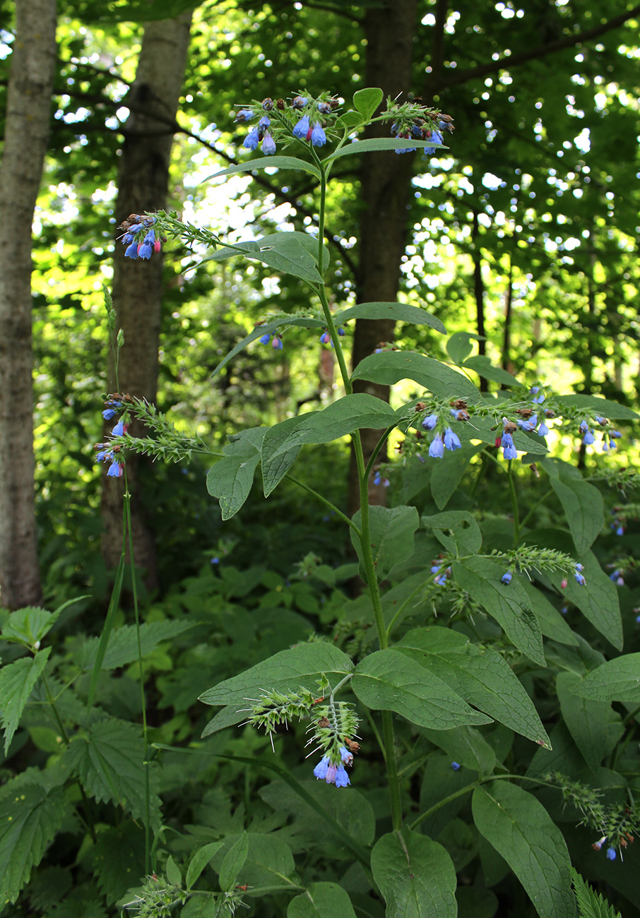 Изображение особи Symphytum caucasicum.