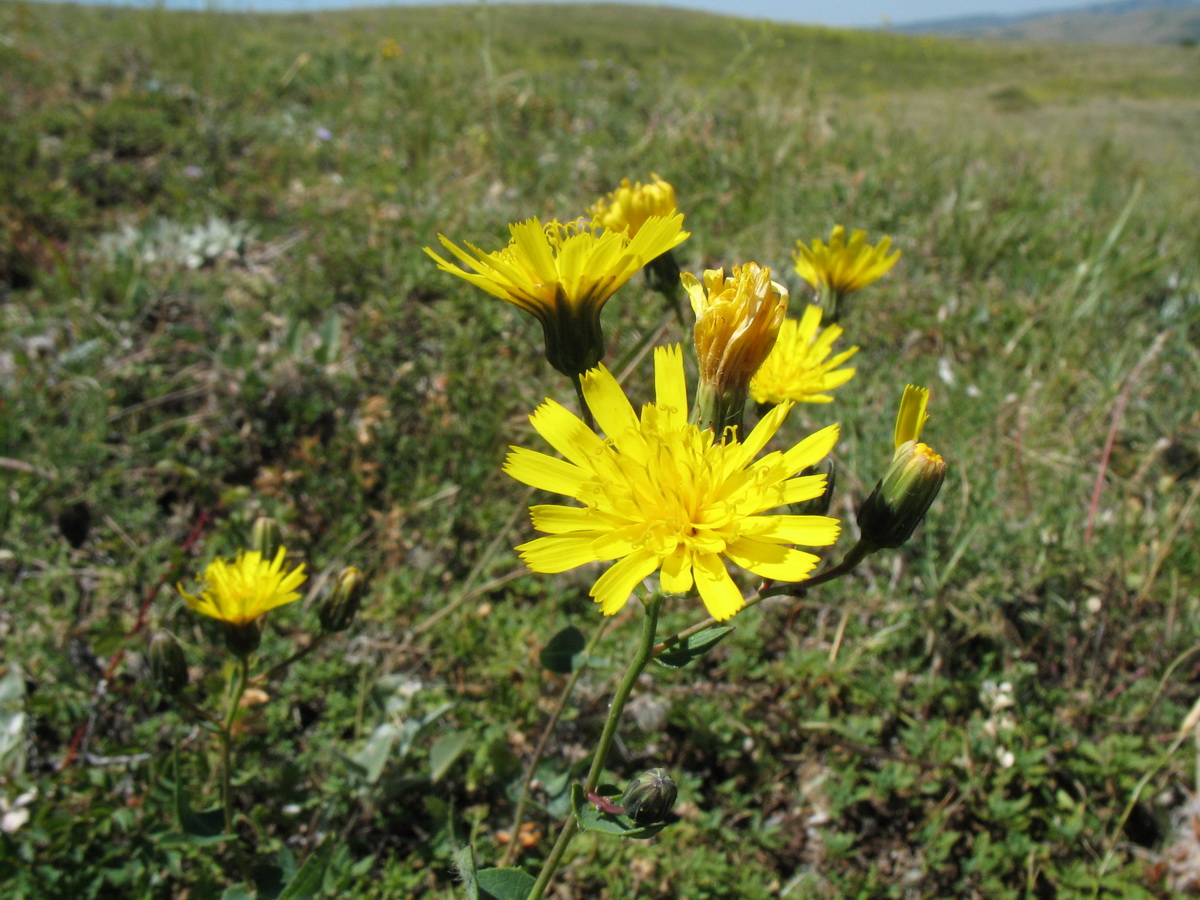 Image of Hieracium virosum specimen.