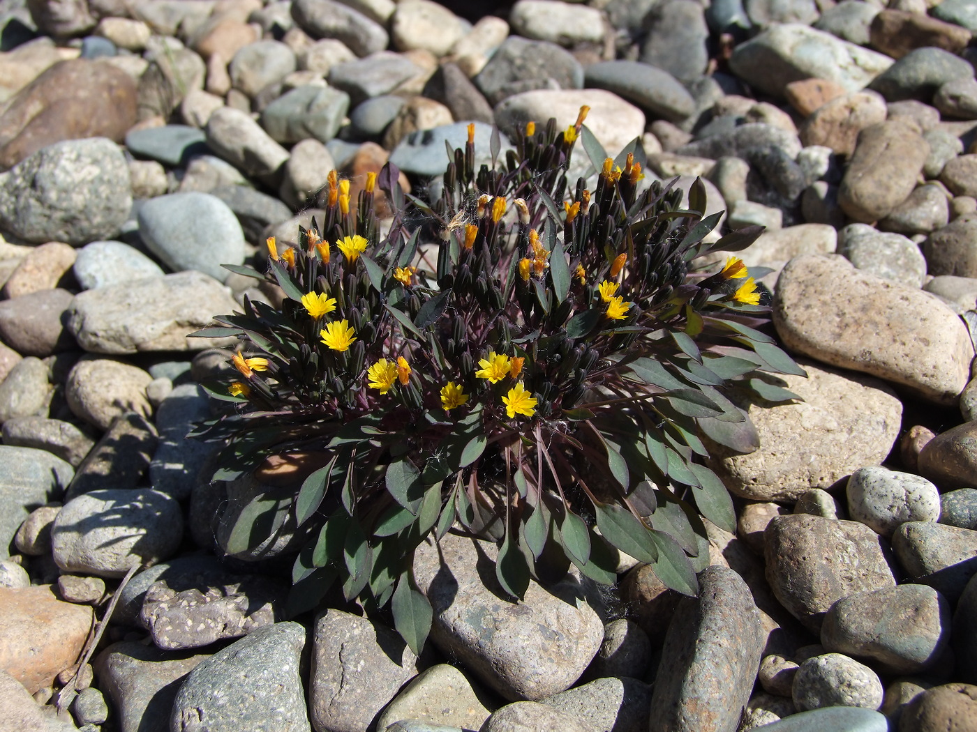 Image of Crepis nana specimen.