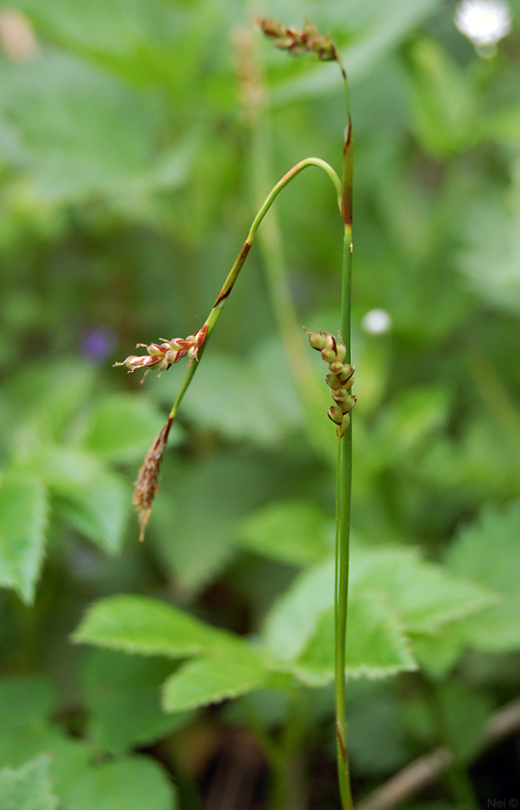 Image of Carex macroura specimen.