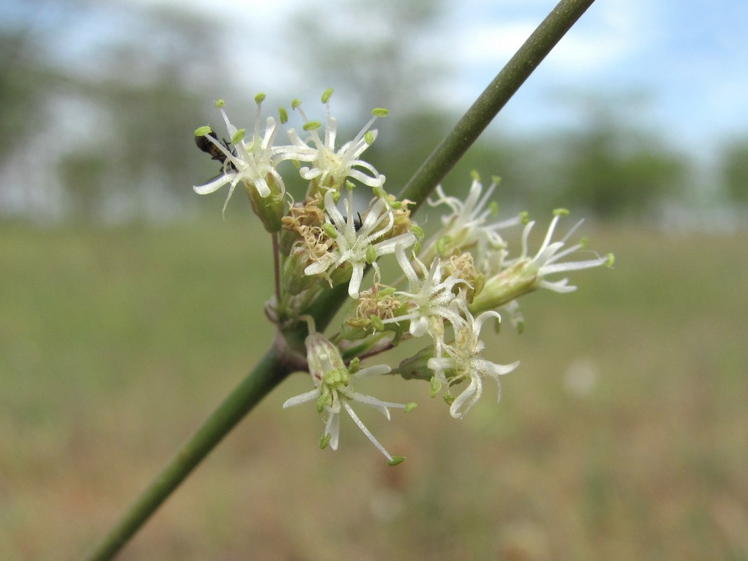 Image of Silene cyri specimen.