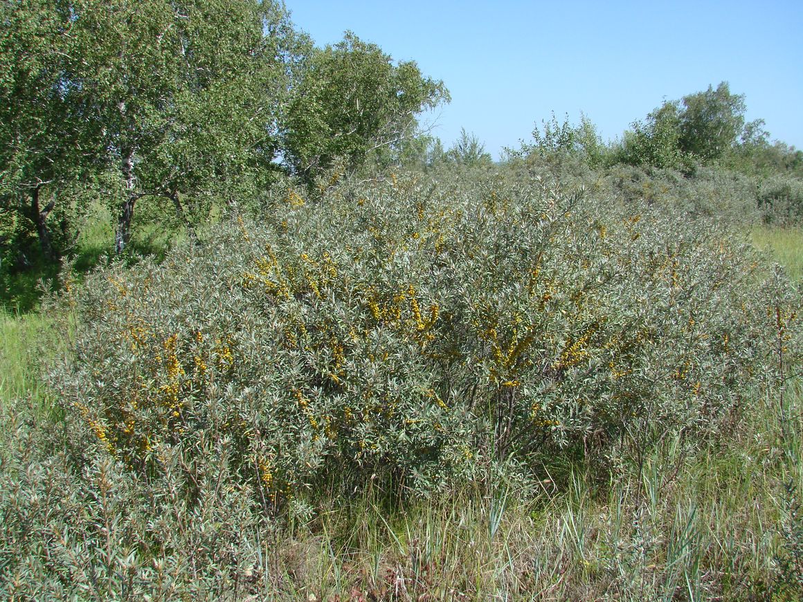 Image of Hippophae rhamnoides specimen.