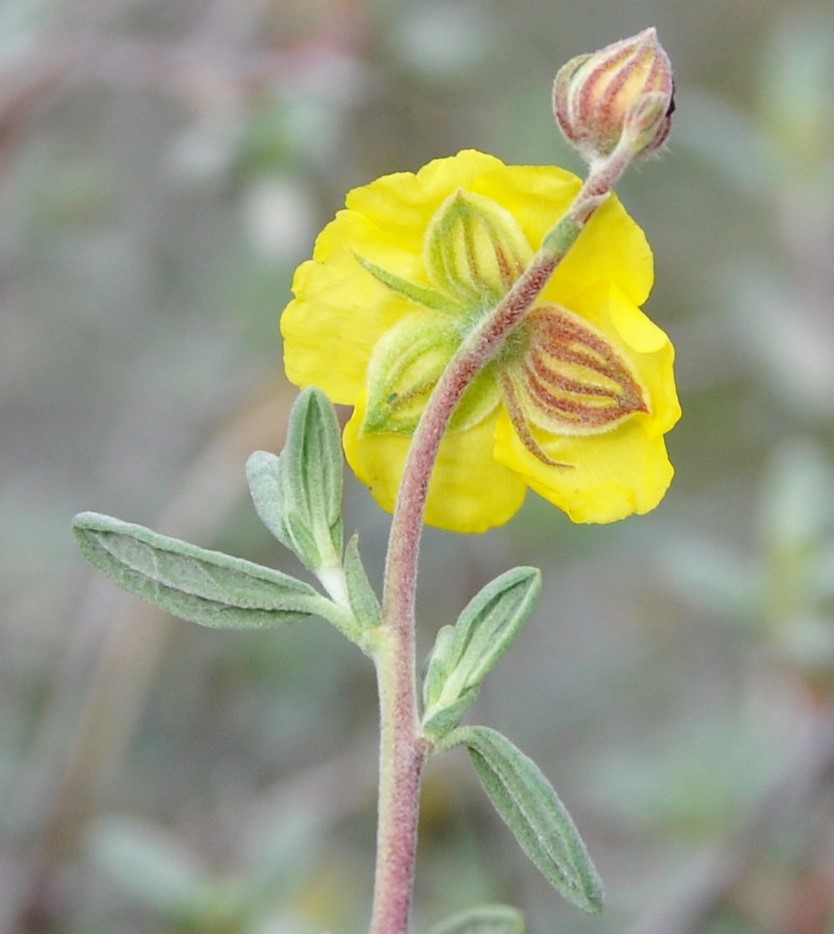 Image of Helianthemum stipulatum specimen.