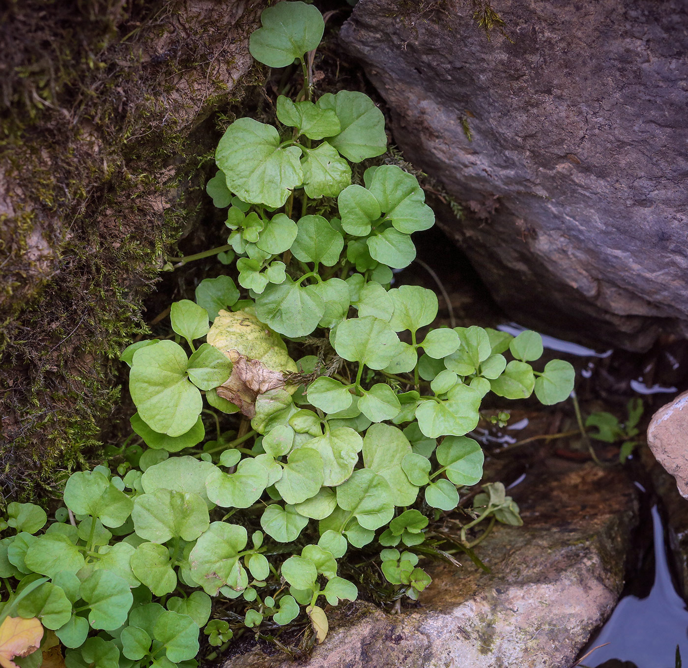 Image of Cardamine amara specimen.