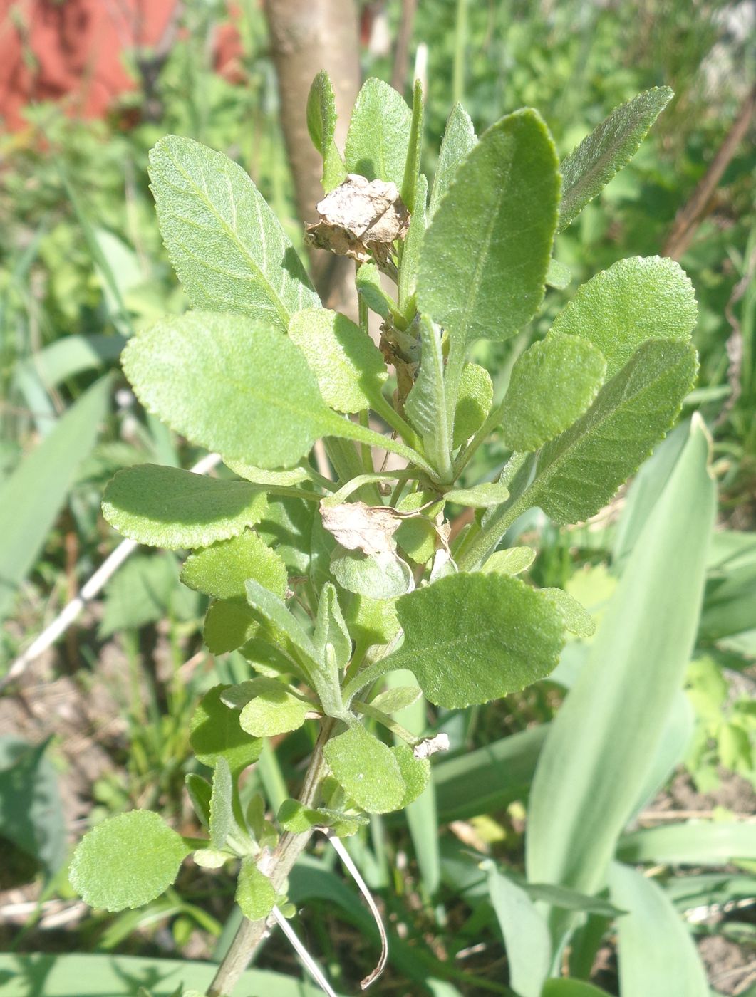 Image of Pyrethrum balsamita specimen.