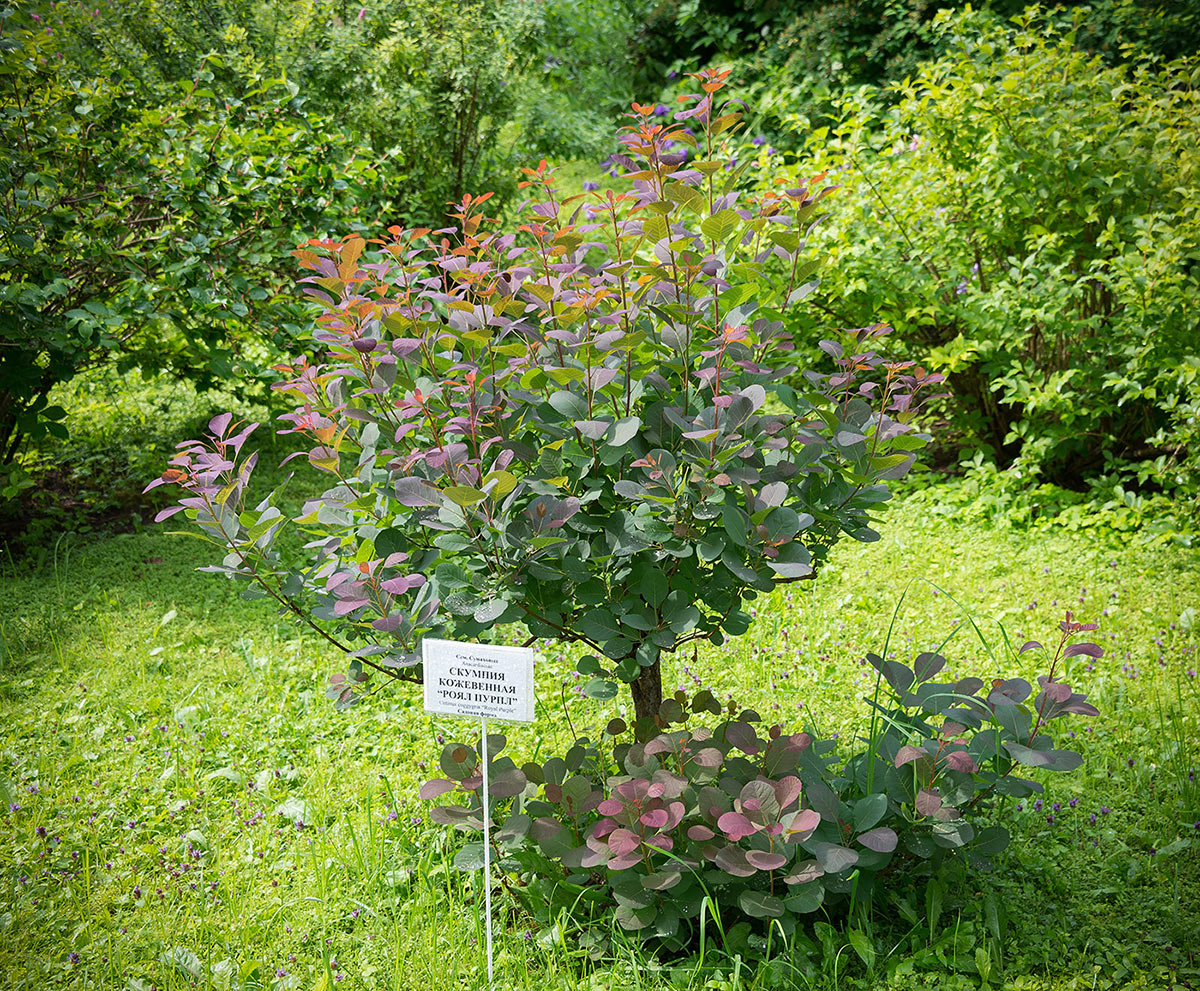 Image of Cotinus coggygria specimen.