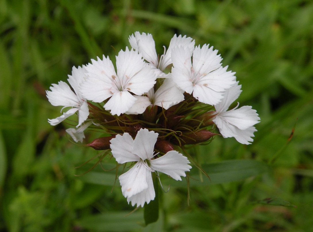 Image of Dianthus commutatus specimen.