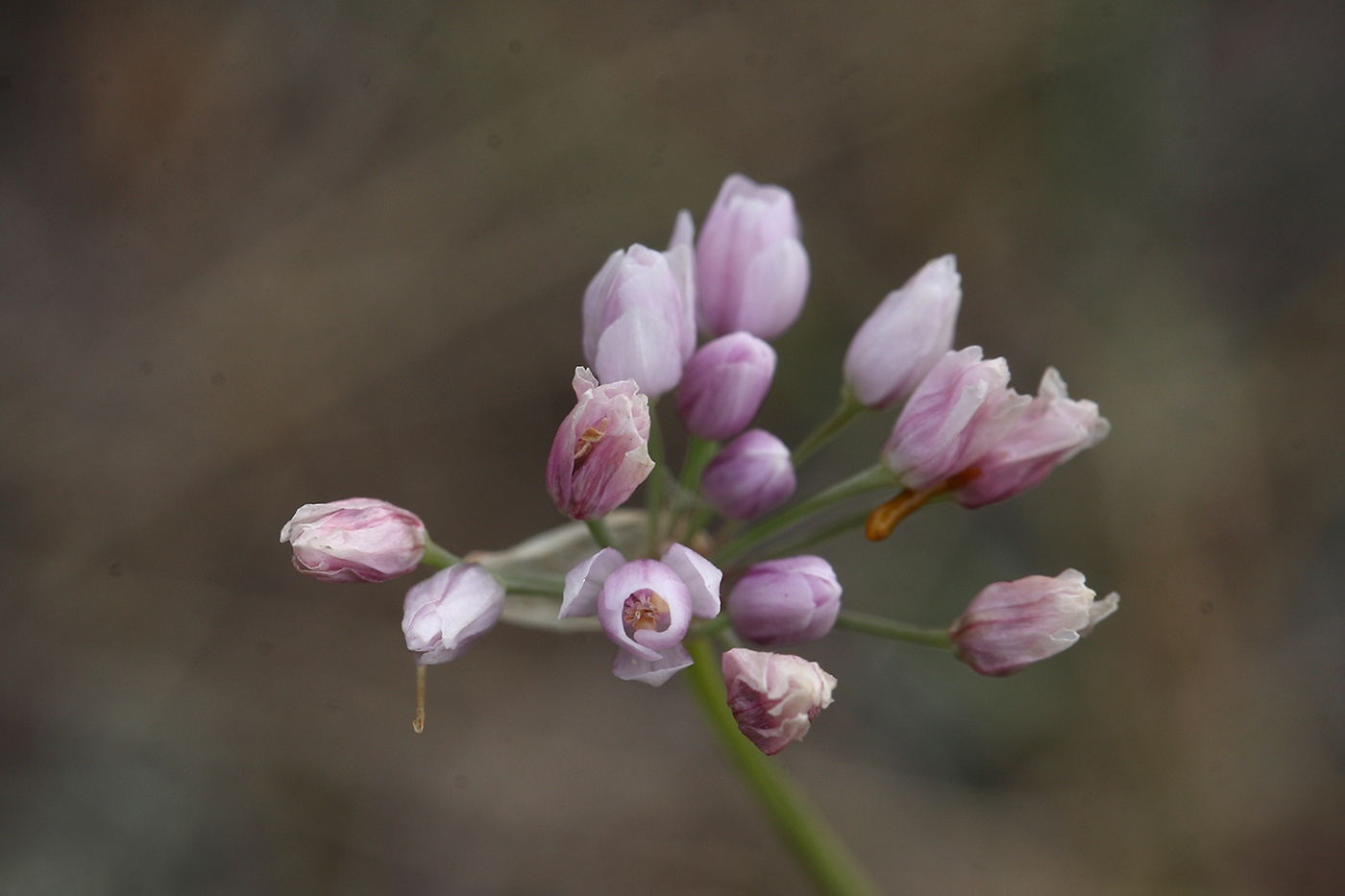 Изображение особи Allium tenuissimum.