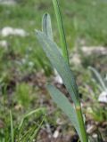 Linum alexeenkoanum