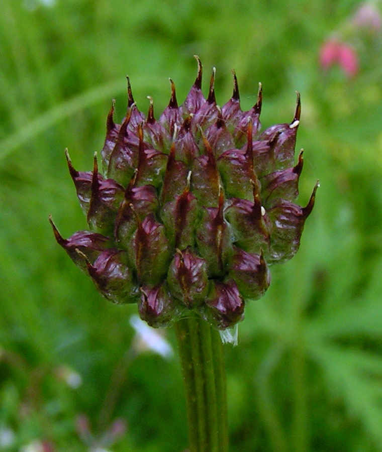 Image of Trollius altaicus specimen.