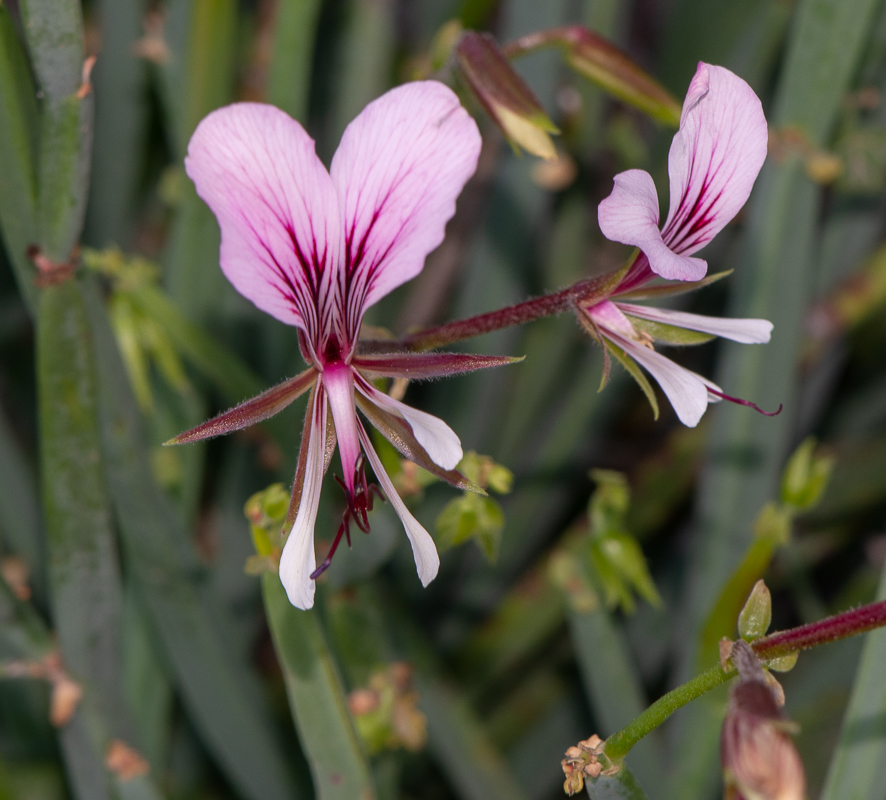 Изображение особи Pelargonium tetragonum.