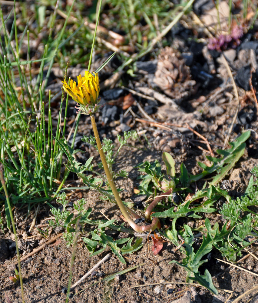 Image of genus Taraxacum specimen.