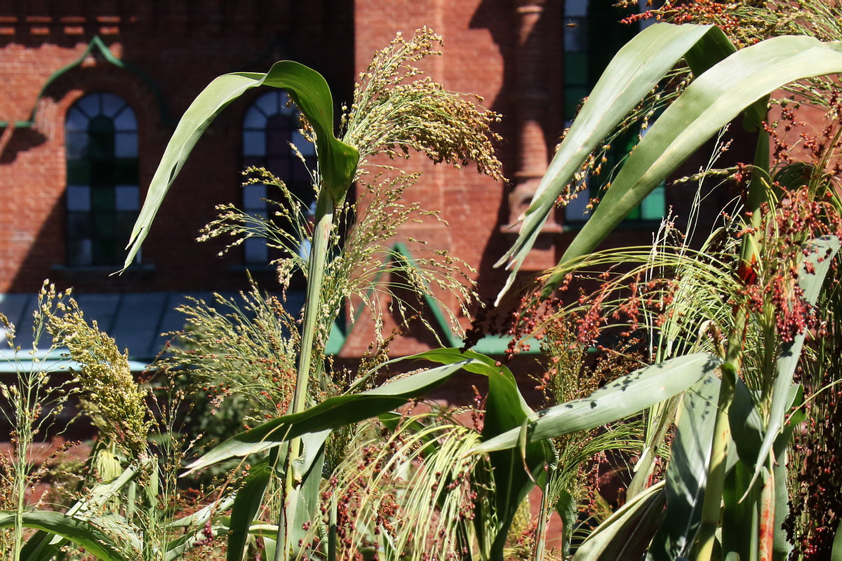 Image of Sorghum saccharatum specimen.