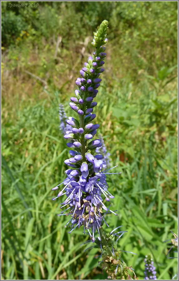 Image of Veronica longifolia specimen.