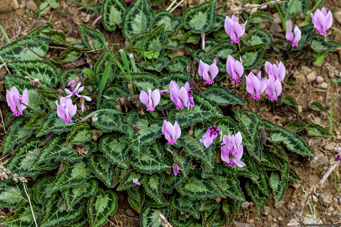 Image of Cyclamen graecum specimen.