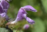 Lamium maculatum. Цветок. Испания, автономное сообщество Каталония, провинция Жирона, комарка Ла Гарроча, муниципалитет Сан-Фелиу-де-Пальеролс, 1030 м н.у.м., в буково-березовом лесу, сырое затенённое подножие скалы. 28.05.2020.