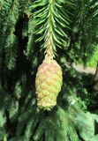 Picea abies