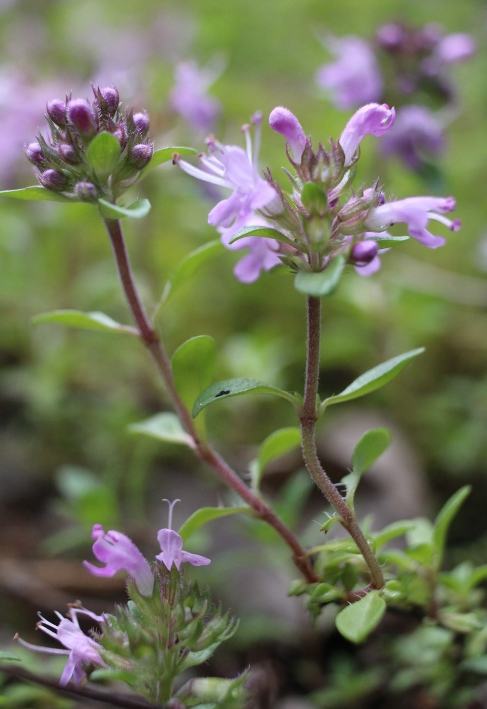 Image of Thymus bashkiriensis specimen.