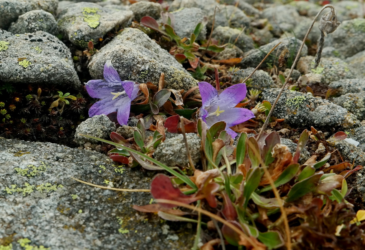 Изображение особи Campanula biebersteiniana.