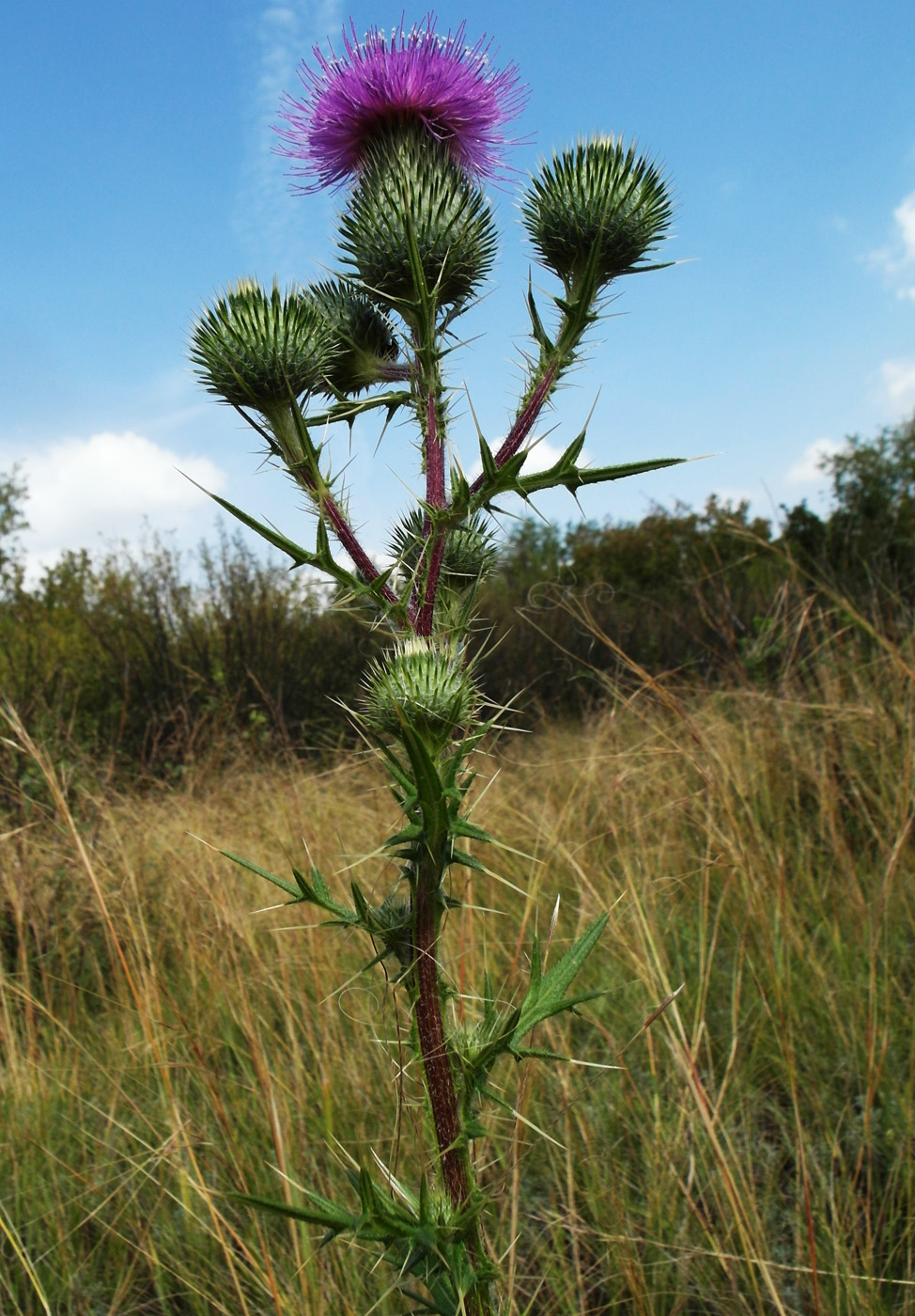 Изображение особи Cirsium vulgare.