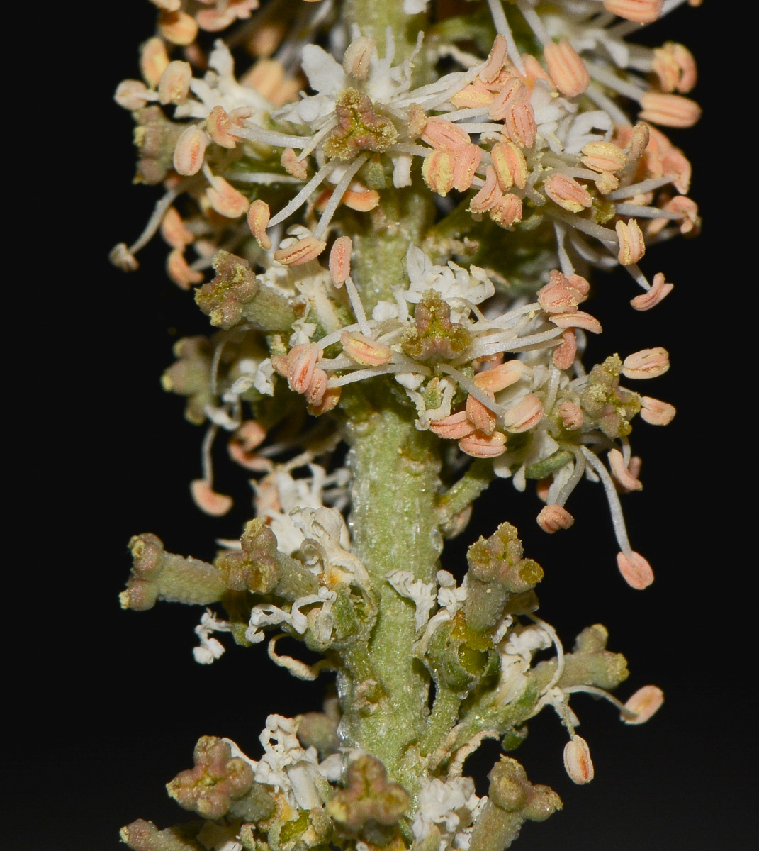 Image of Reseda muricata specimen.