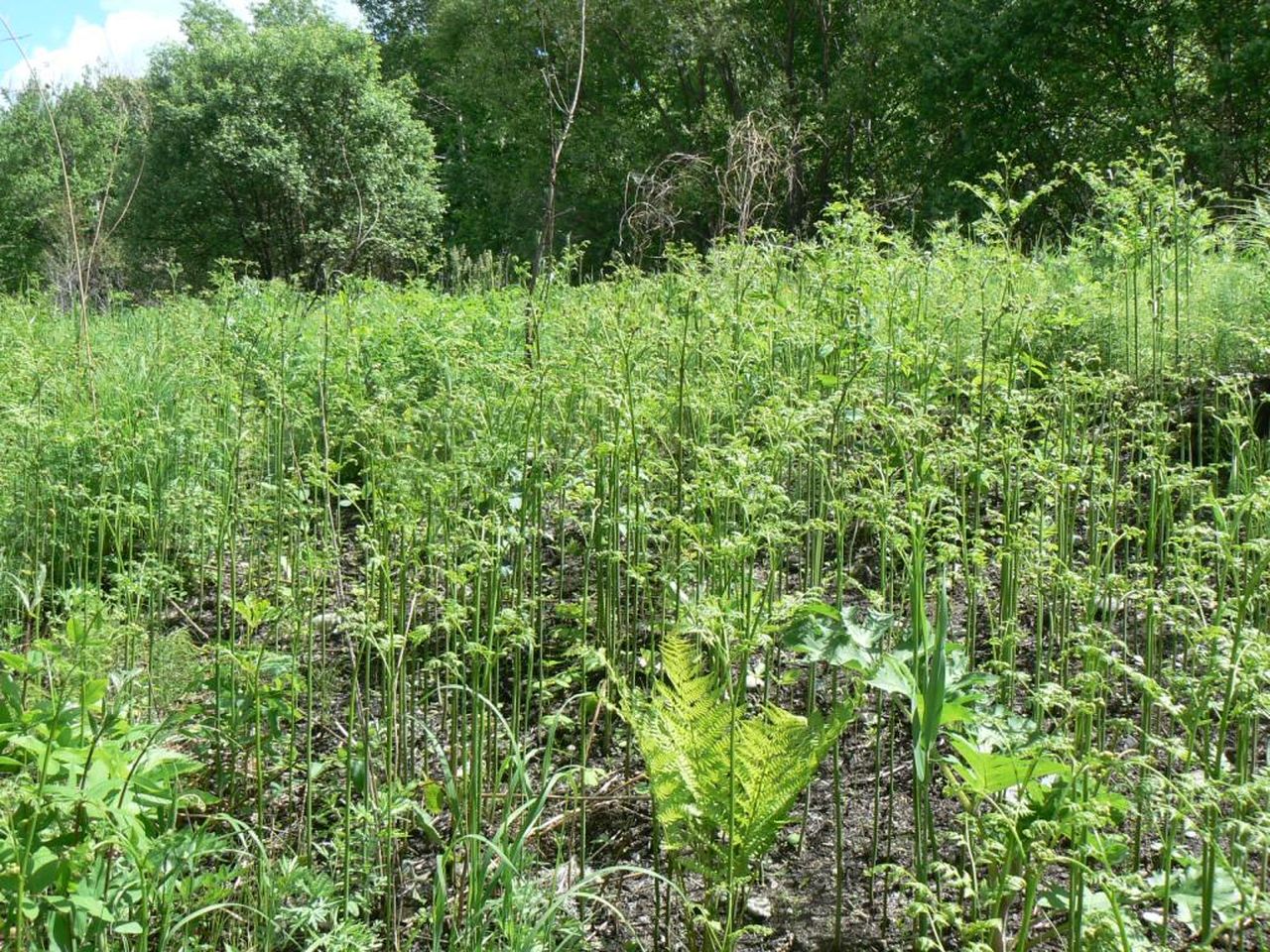 Изображение особи Pteridium latiusculum.