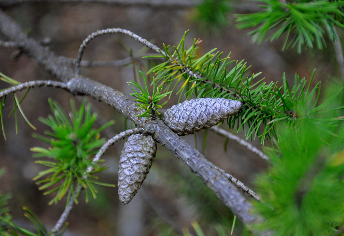 Изображение особи род Pinus.