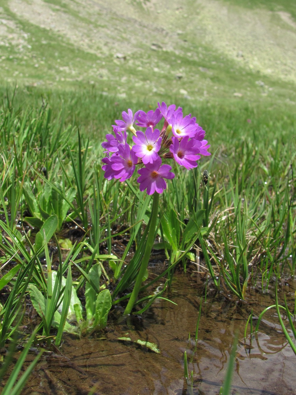 Изображение особи Primula auriculata.