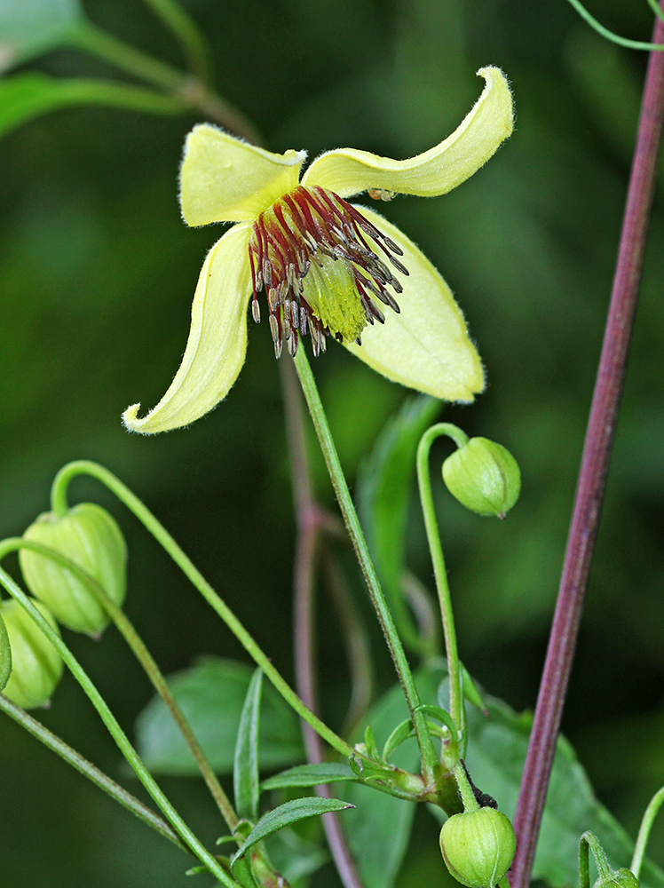 Изображение особи Clematis serratifolia.