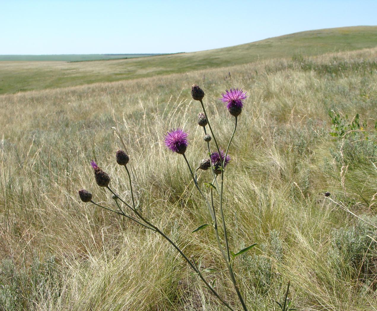 Изображение особи Centaurea adpressa.