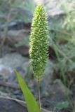 Phleum paniculatum