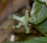 Cobaea scandens. Бутон. Перу, регион Куско, провинция Урубамба, обочина дороги к археологическому комплексу. 16.10.2019.