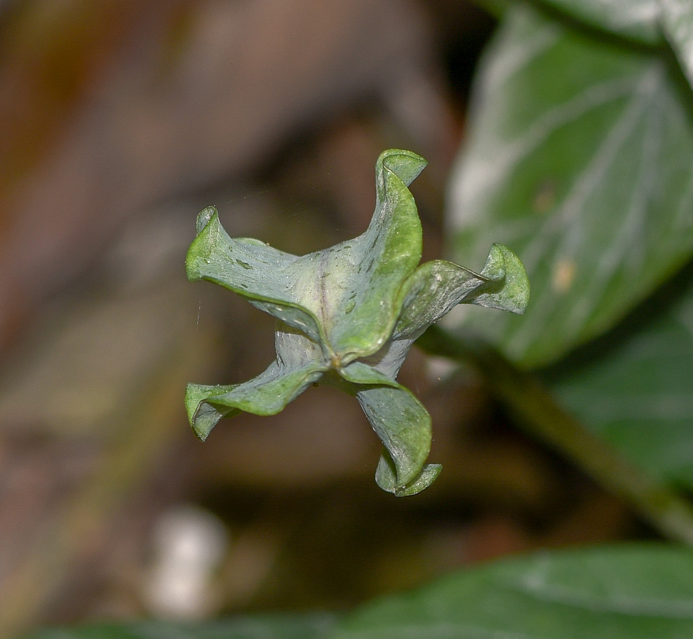 Изображение особи Cobaea scandens.