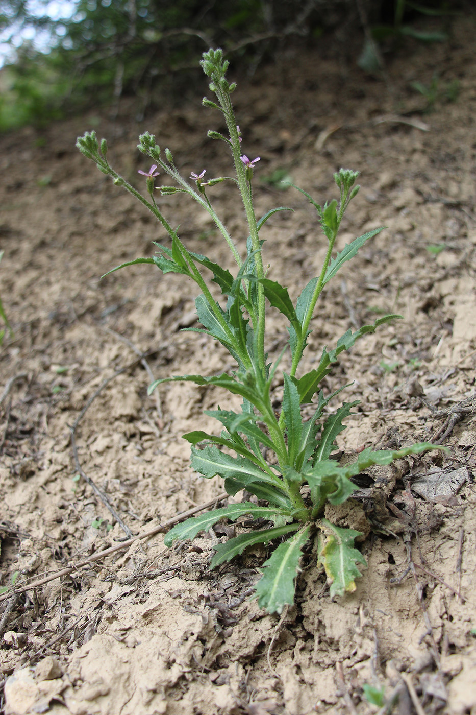 Image of Parrya khorasanica specimen.