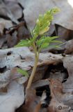 Corydalis marschalliana