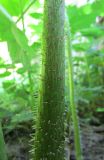 Смотреть изображение Astilboides tabularis