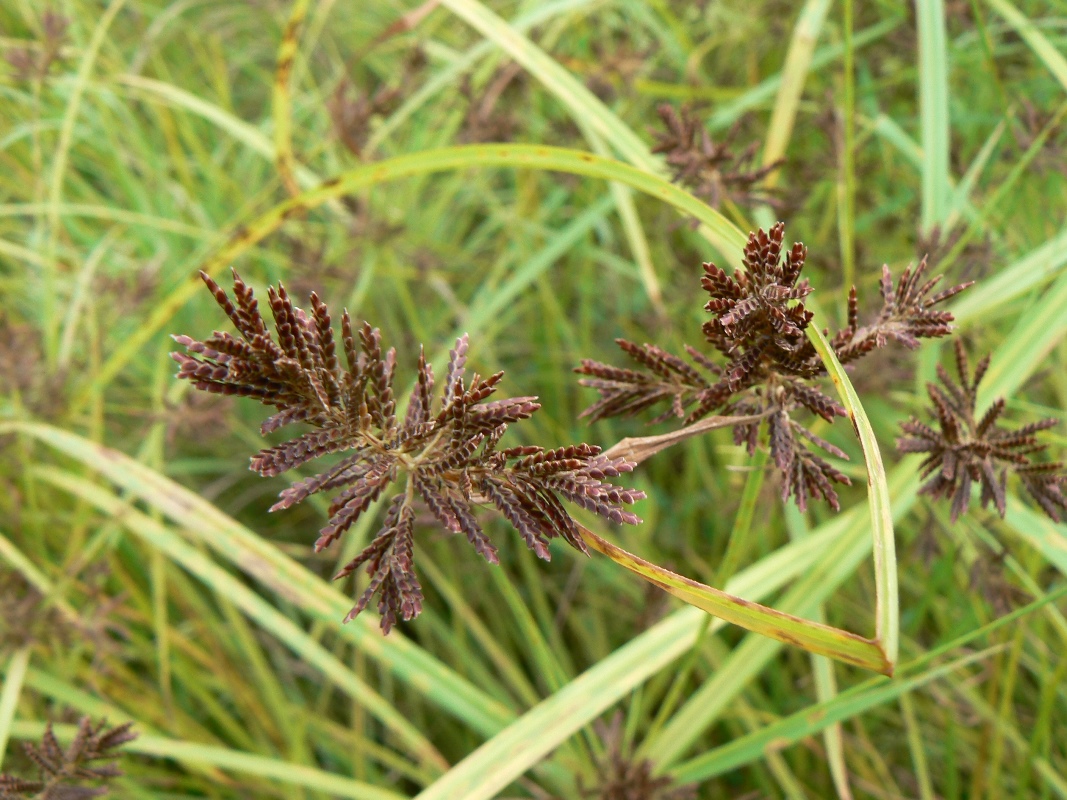 Изображение особи Cyperus orthostachyus.