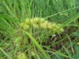 Carex leiorhyncha. Соцветие. Хабаровск, ул. Монтажная 15, во дворе. 04.07.2011.
