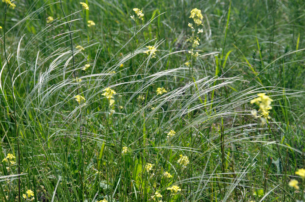 Image of genus Stipa specimen.