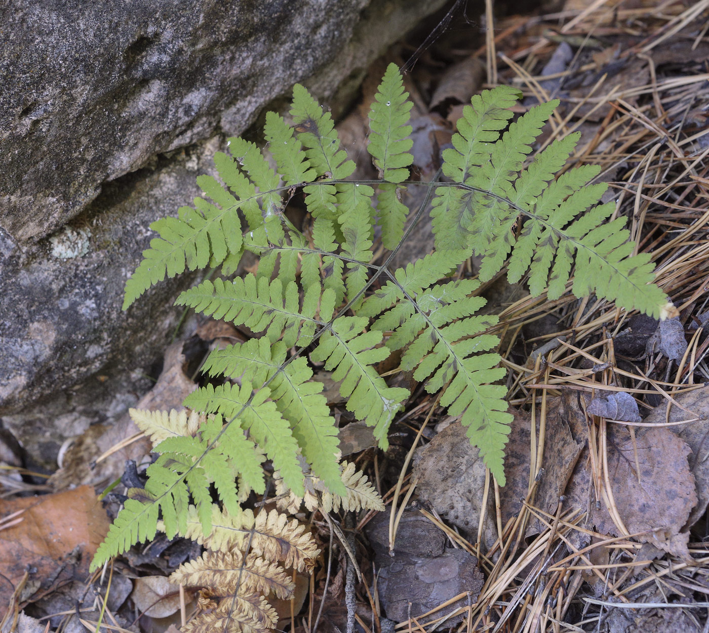 Image of Gymnocarpium robertianum specimen.