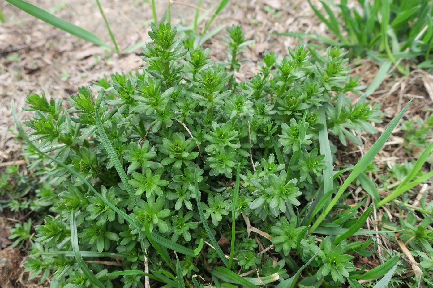 Image of genus Galium specimen.