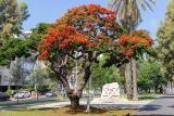 Delonix regia. Цветущее дерево. Израиль, г. Бат-Ям, в культуре. 02.07.2022.