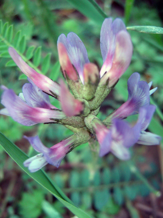 Изображение особи Astragalus tibetanus.