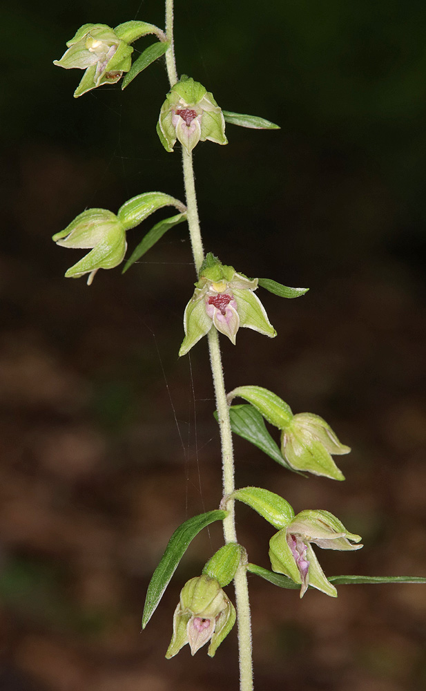 Image of Epipactis leptochila specimen.